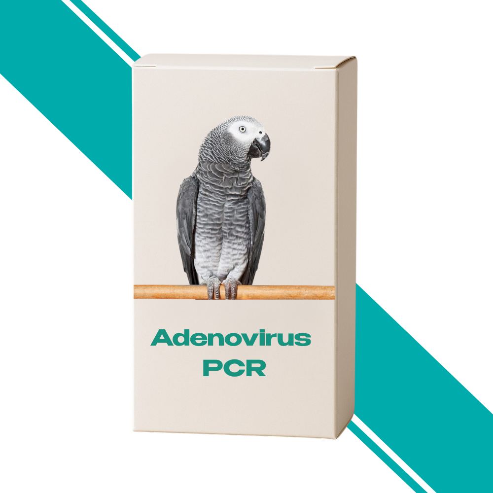 Adenovirus PCR